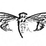 Cicada 3301